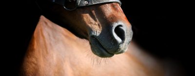 Corona und die Pferdewelt – FAQs